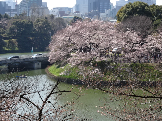 Cherry tree of  Chidorigahuch