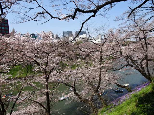 Cherry tree of  Chidorigahuchi