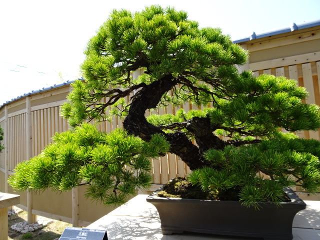 travel,japan,tokyo.culture,bonsai