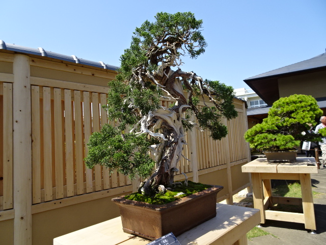 travel,japan,tokyo.culture,bonsai