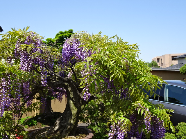 travel,japan,tokyo.culture,bonsai