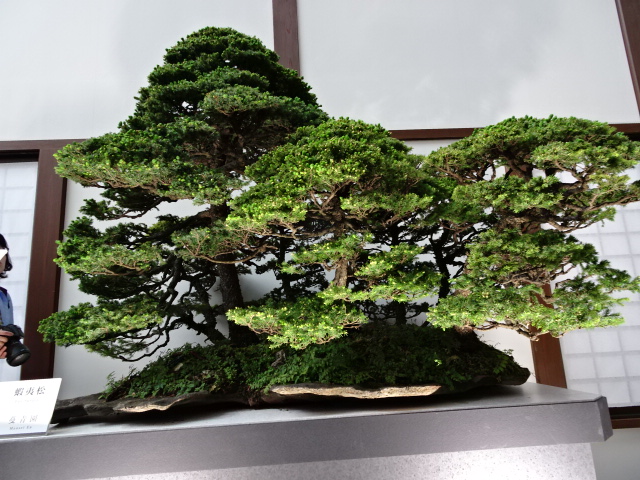 travel,japan,tokyo.culture,bonsai