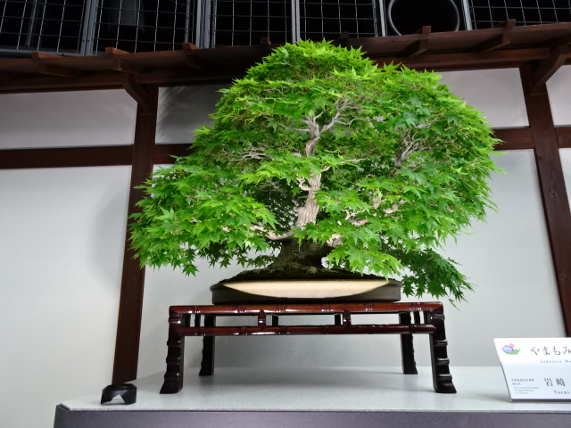 travel,japan,tokyo.culture,bonsai