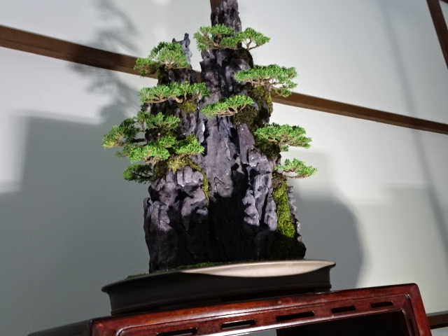 travel,japan,tokyo.culture,bonsai