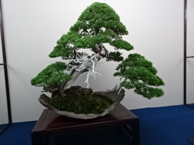 travel,japan,tokyo.culture,bonsai