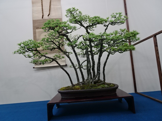 travel,japan,tokyo.culture,bonsai