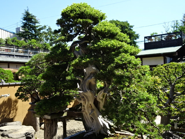 travel,japan,tokyo.,tourist spot,Culture