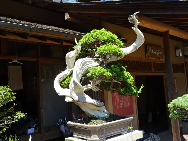 travel,japan,tokyo.culture,bonsai