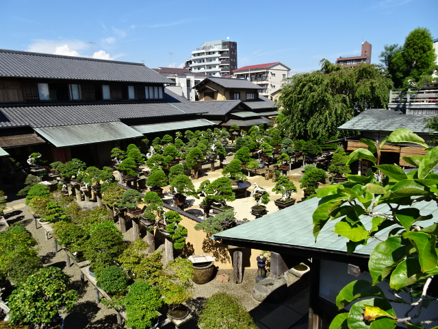 travel,japan,tokyo.culture,bonsai